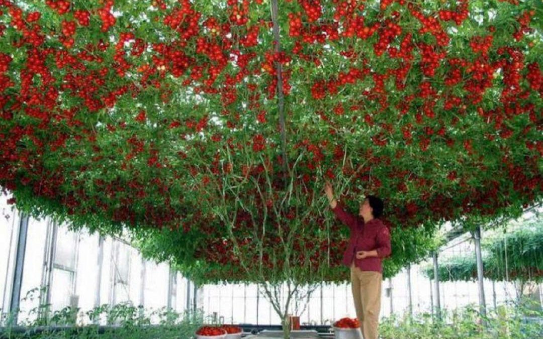 Tomatoes From Seed to Sauce – Part 1 – History – The Love Apple’s Starting Point