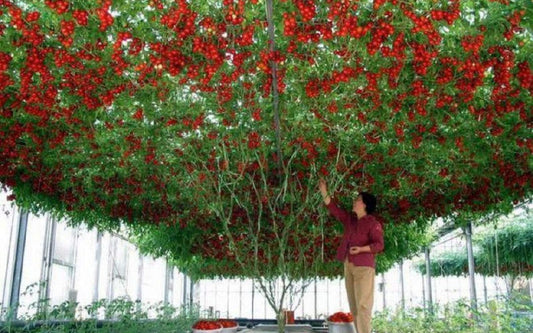 Tomatoes From Seed to Sauce – Part 1 – History – The Love Apple’s Starting Point