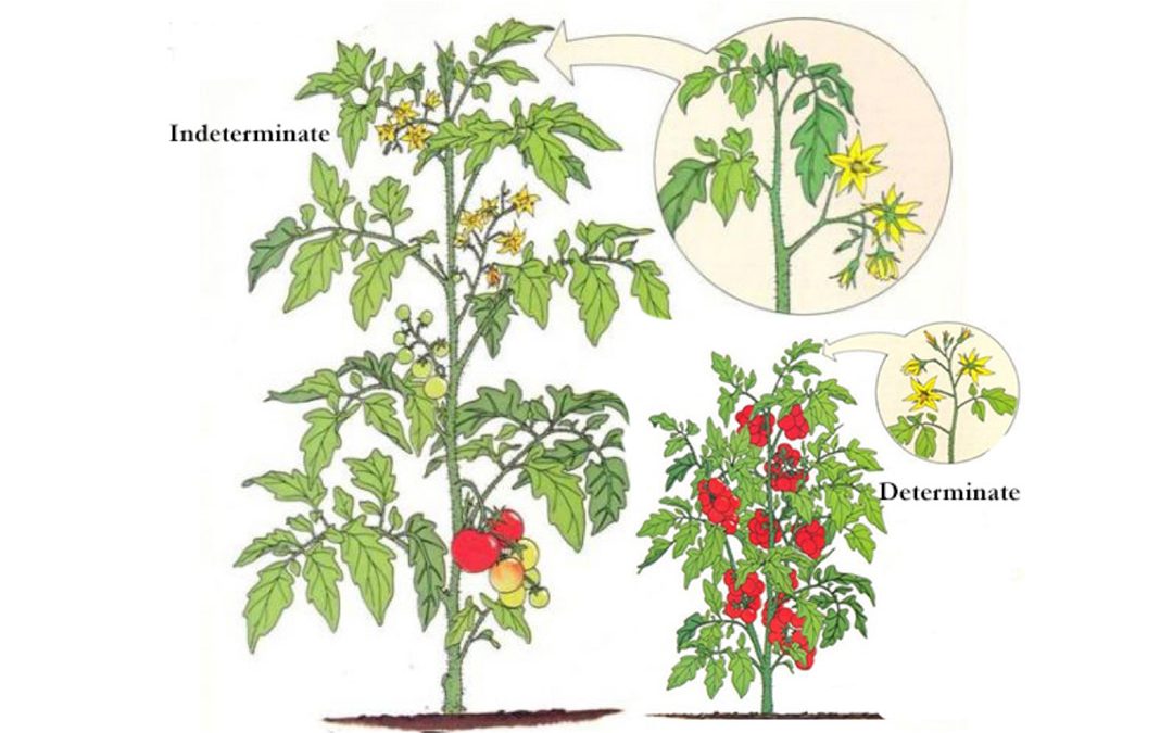 Growing tips for determinate tomatoes