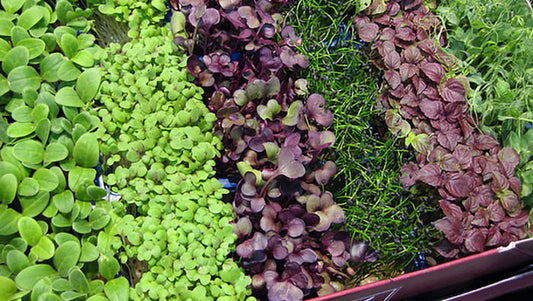 Grow Microgreens