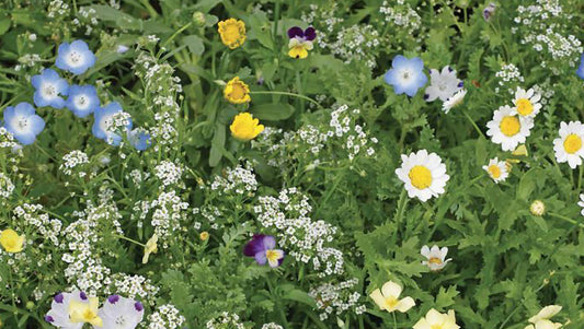 How to Grow Our Low Grow Flowering Pollinator Lawn