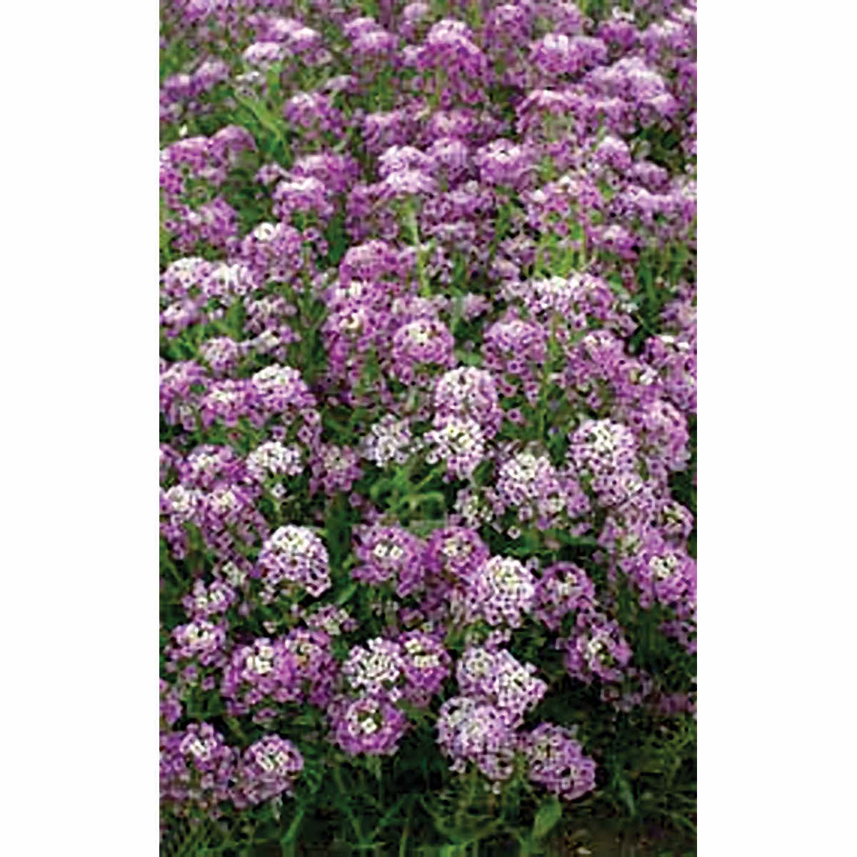 Royal Carpet Alyssum Seeds