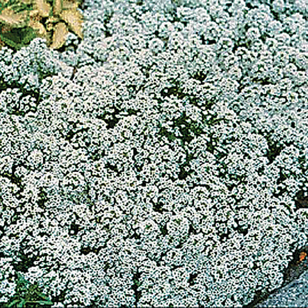 New Carpet of Snow Alyssum Seeds