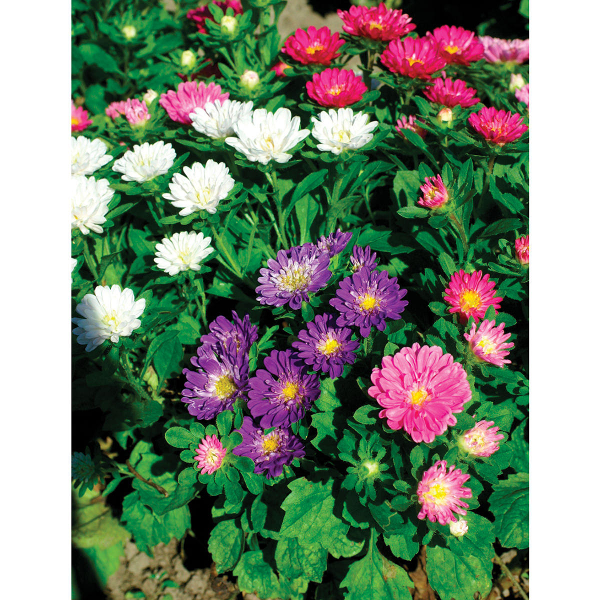 plant aster seeds Pinocchio Dwarf Mix Aster Seeds