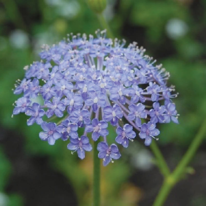 blue lace flower seeds Blue Lace Flower Seeds