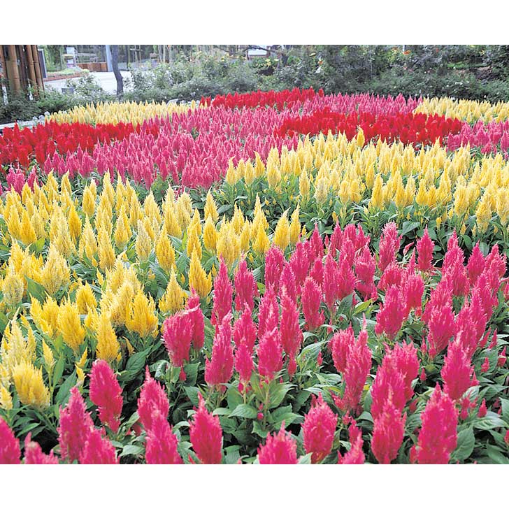 Castle Mix Plumed/Feather Type Celosia Seeds