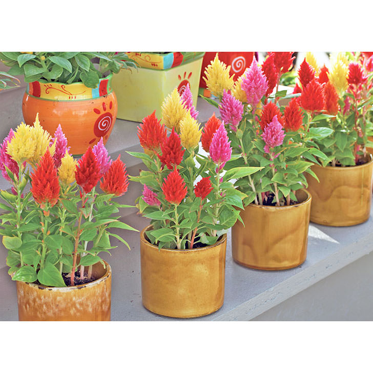 Castle Mix Plumed/Feather Type Celosia Seeds