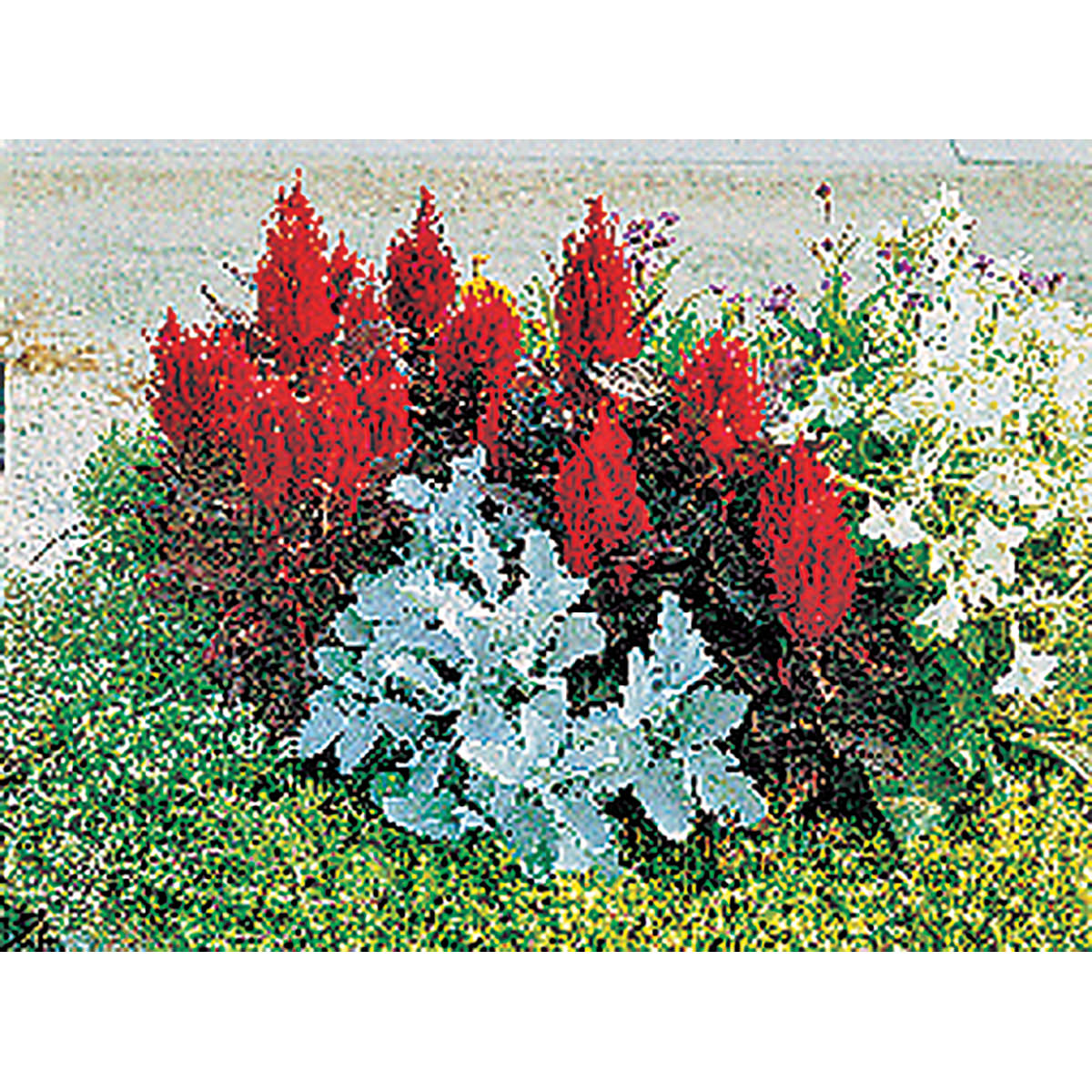 New Look Plumed/Feather Type Celosia Seeds