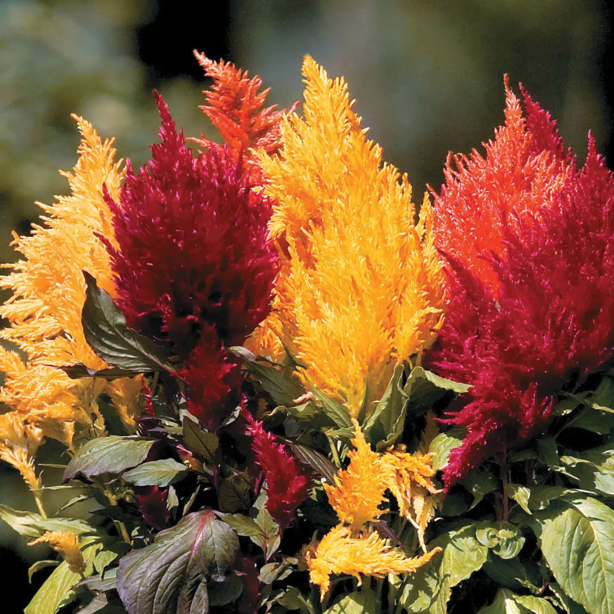 celosia seeds from plant Fresh Look Plumed/Feather Type Celosia Seeds