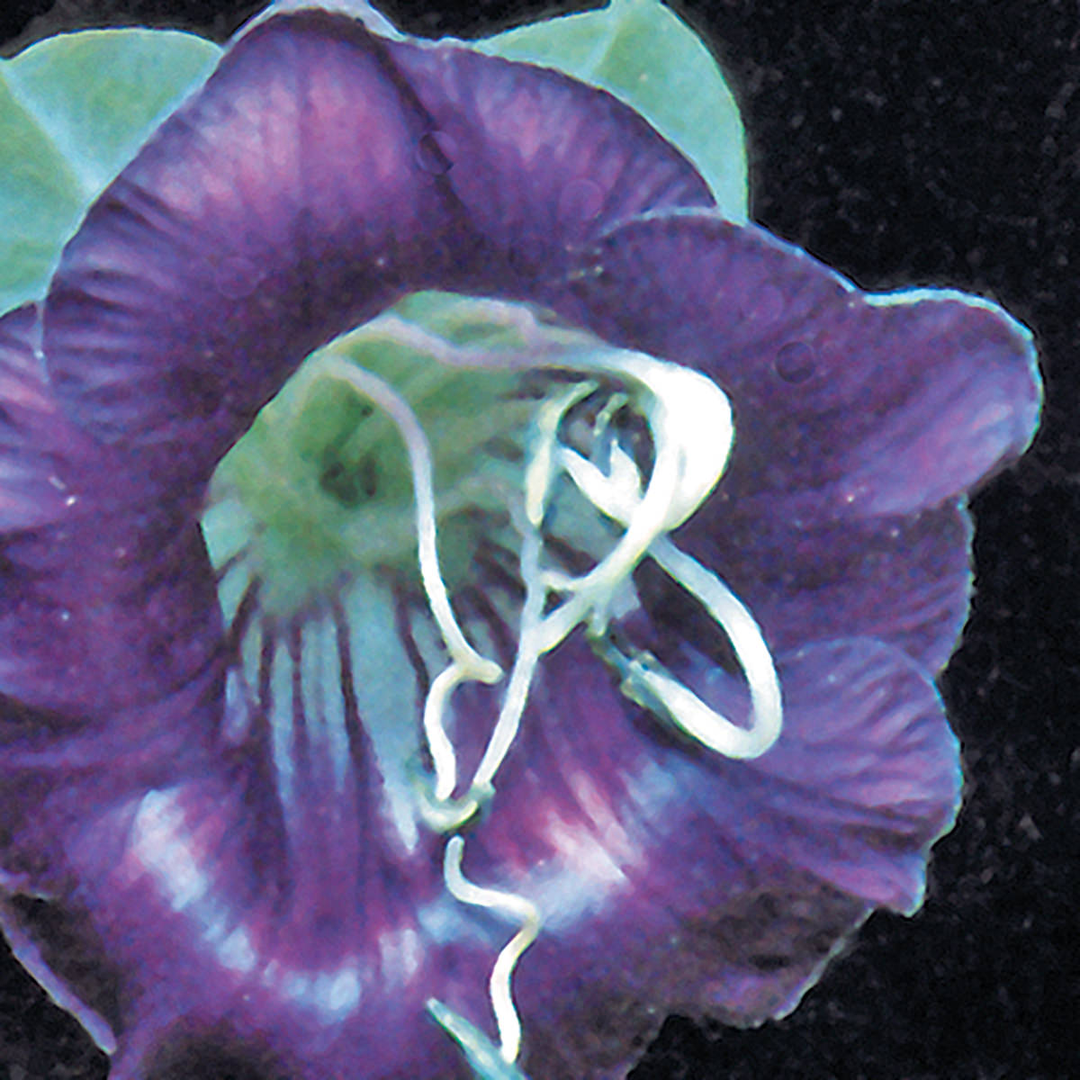 Cathedral Bells Cobaea scandens Seeds