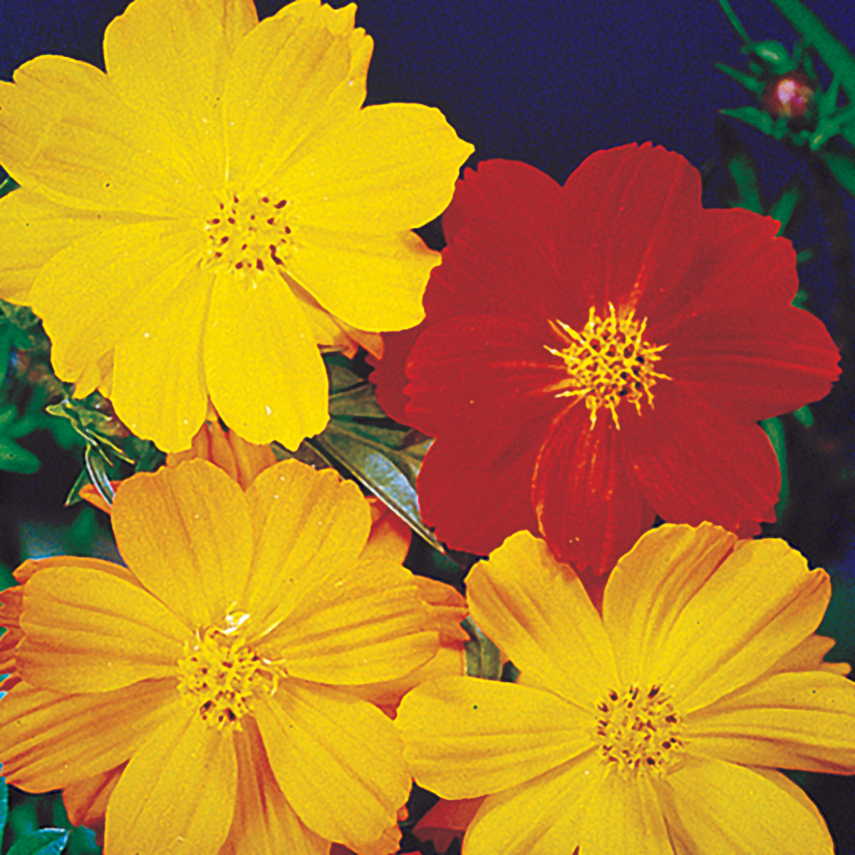 Bright Lights Mix Cosmos Seeds