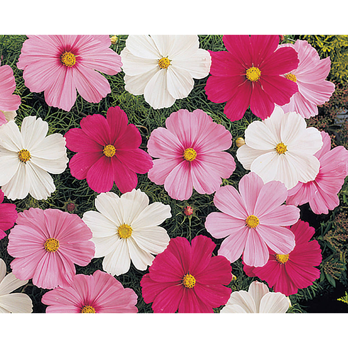 Sonata Mix Cosmos Seeds