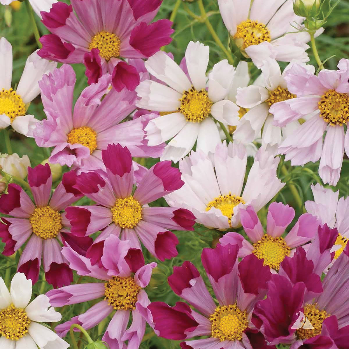 Sea Shells Cosmos Seeds