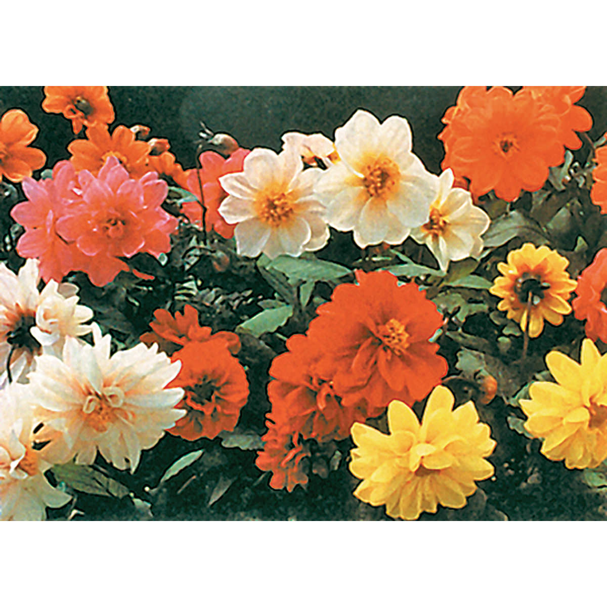 dahlia seed mix Redskin Mix Dahlia Seeds – NE SEED
