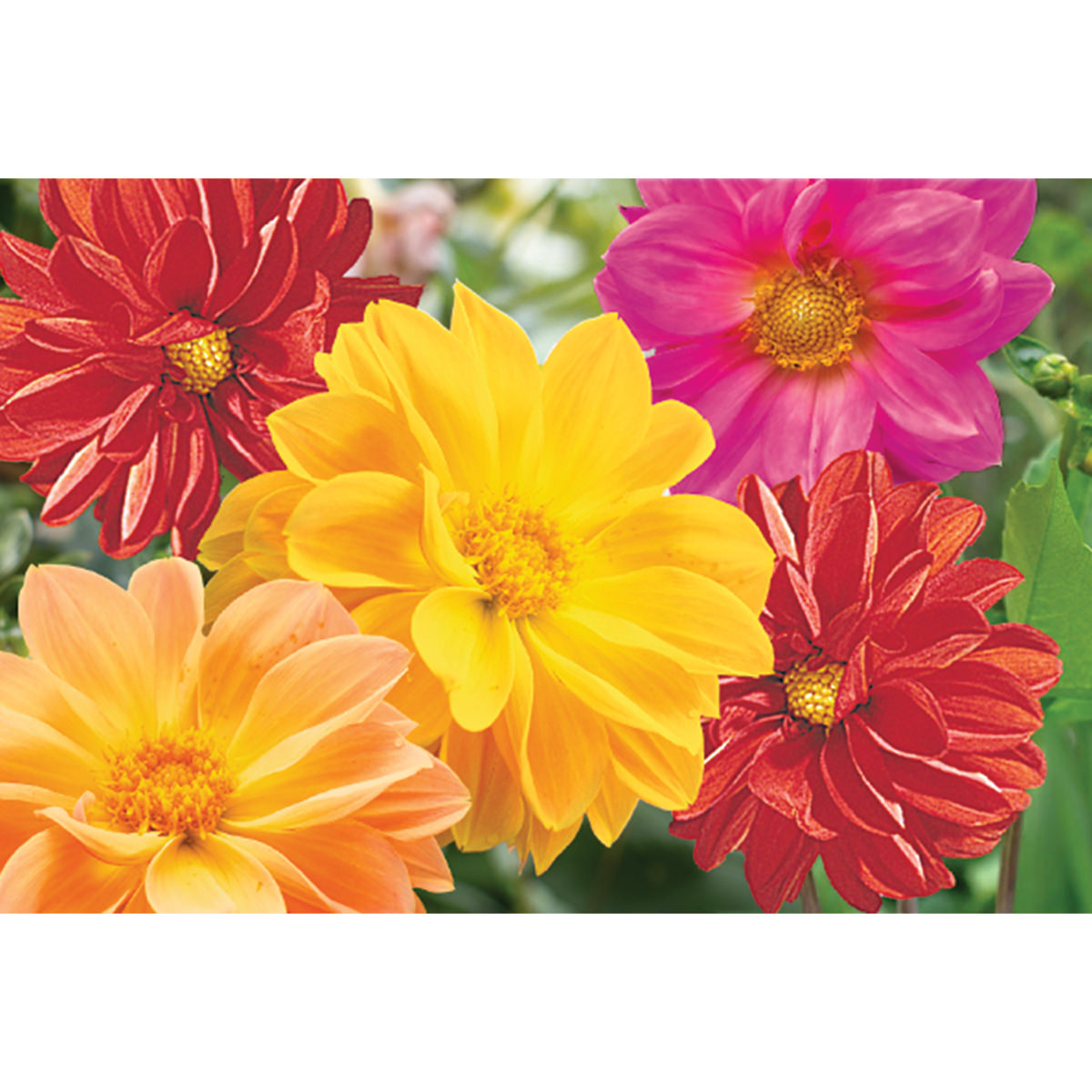 double dahlia seeds Garden Pride Dahlia Seeds