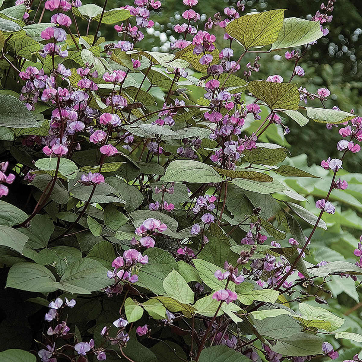 planting hyacinth bean vine seeds Hyacinth Bean Dolichos Seeds