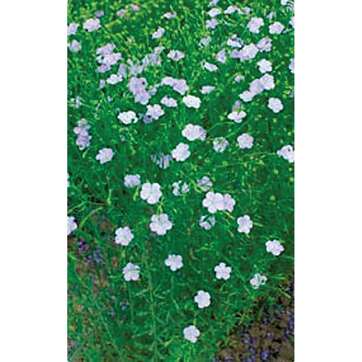 Long Stem Flax Seeds