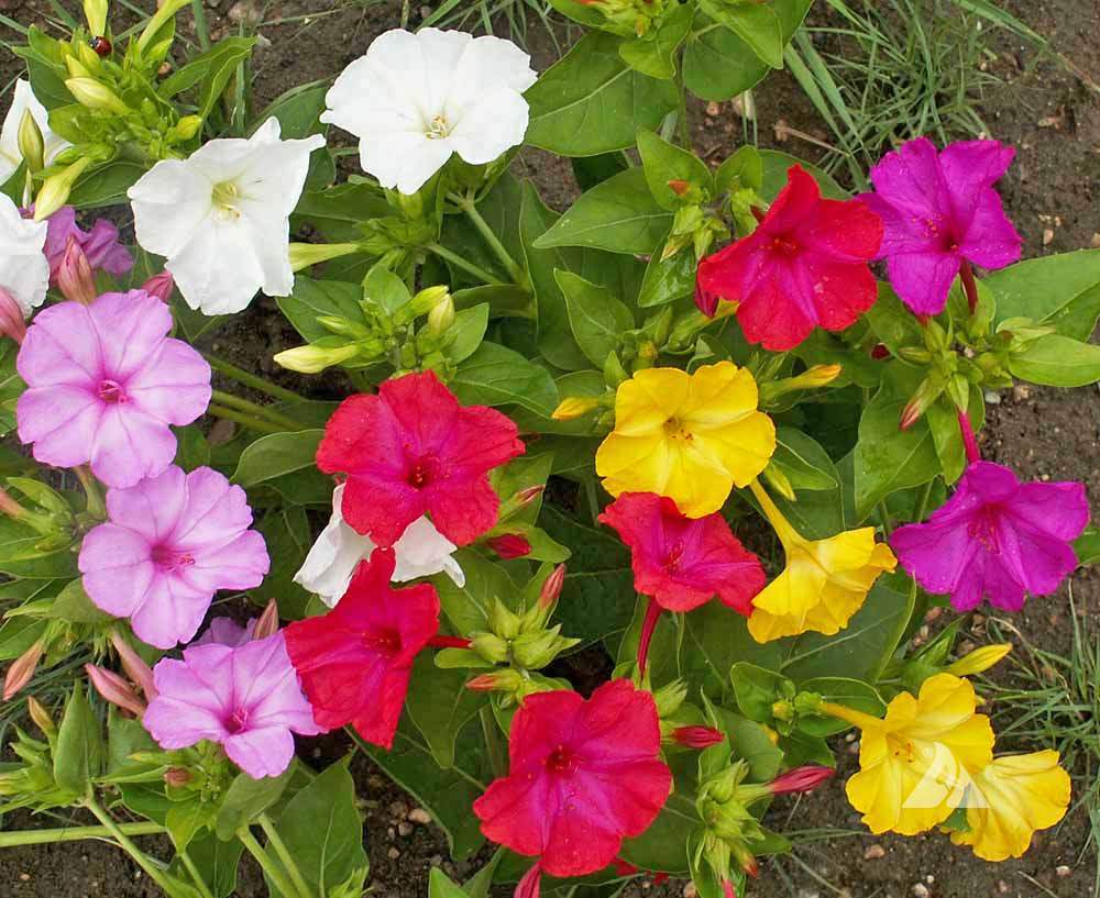 Marvel of Peru Mix Four O'Clocks Seeds
