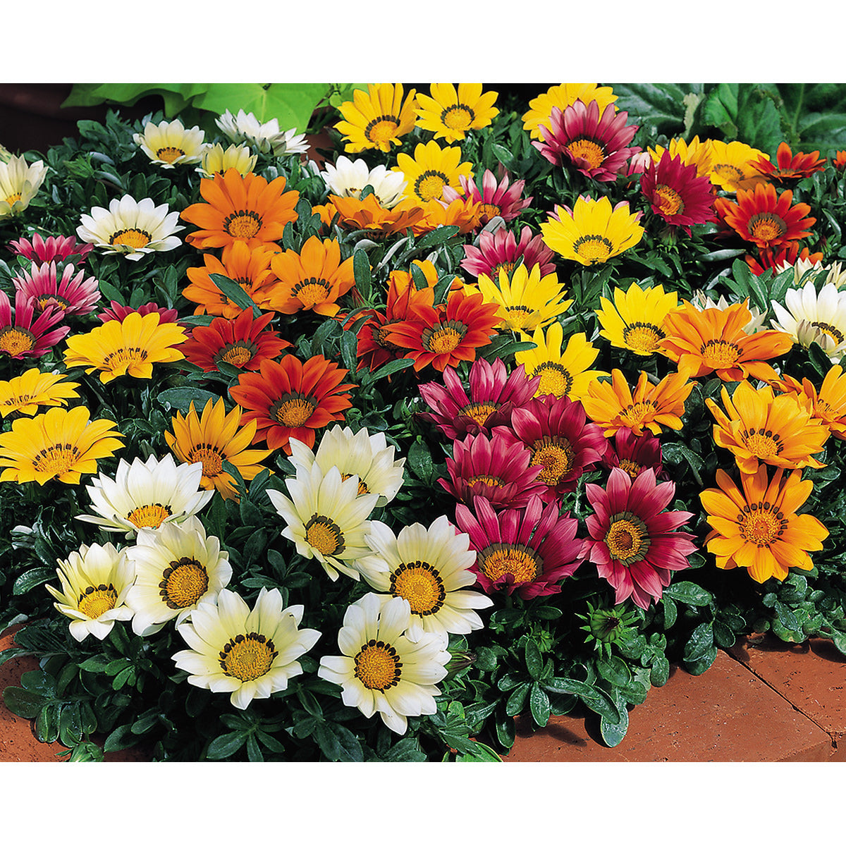 Kiss Mix F1 Hybrid Gazania Seeds