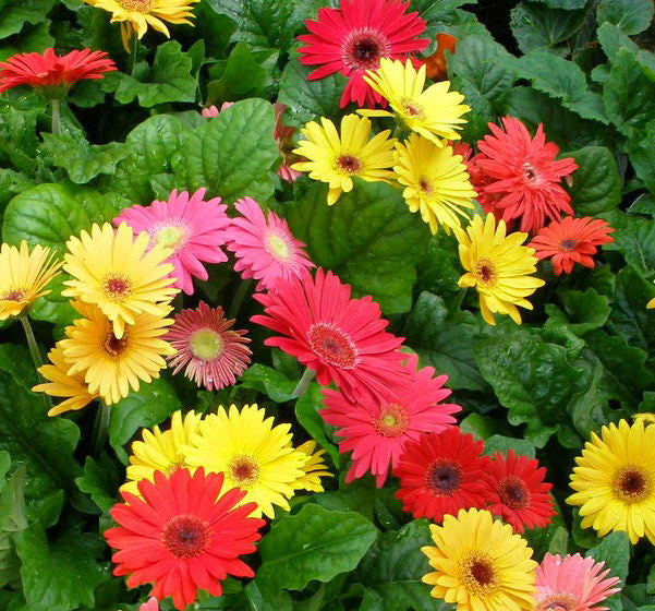 Single Flowered Hybrids Mix Gerbera Seeds