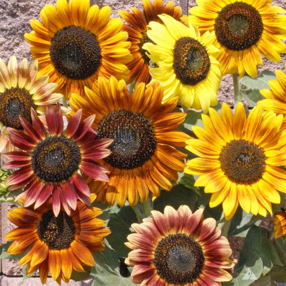 Certified Organic Autumn Beauty Mix Sunflower Seeds