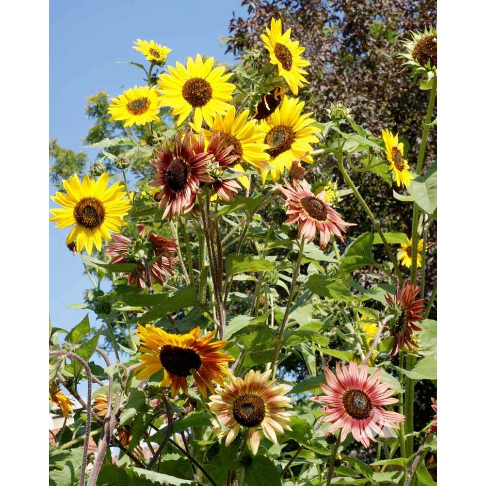 Certified Organic Autumn Beauty Mix Sunflower Seeds