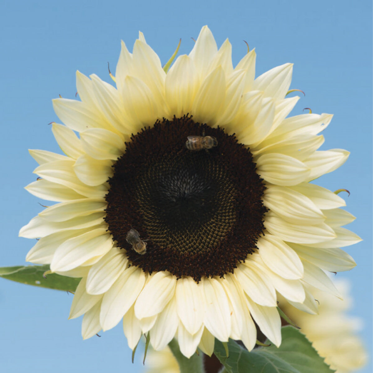pro cut flower seeds White Nite Pro-Cut Pollenless Sunflower Seeds – NE SEED
