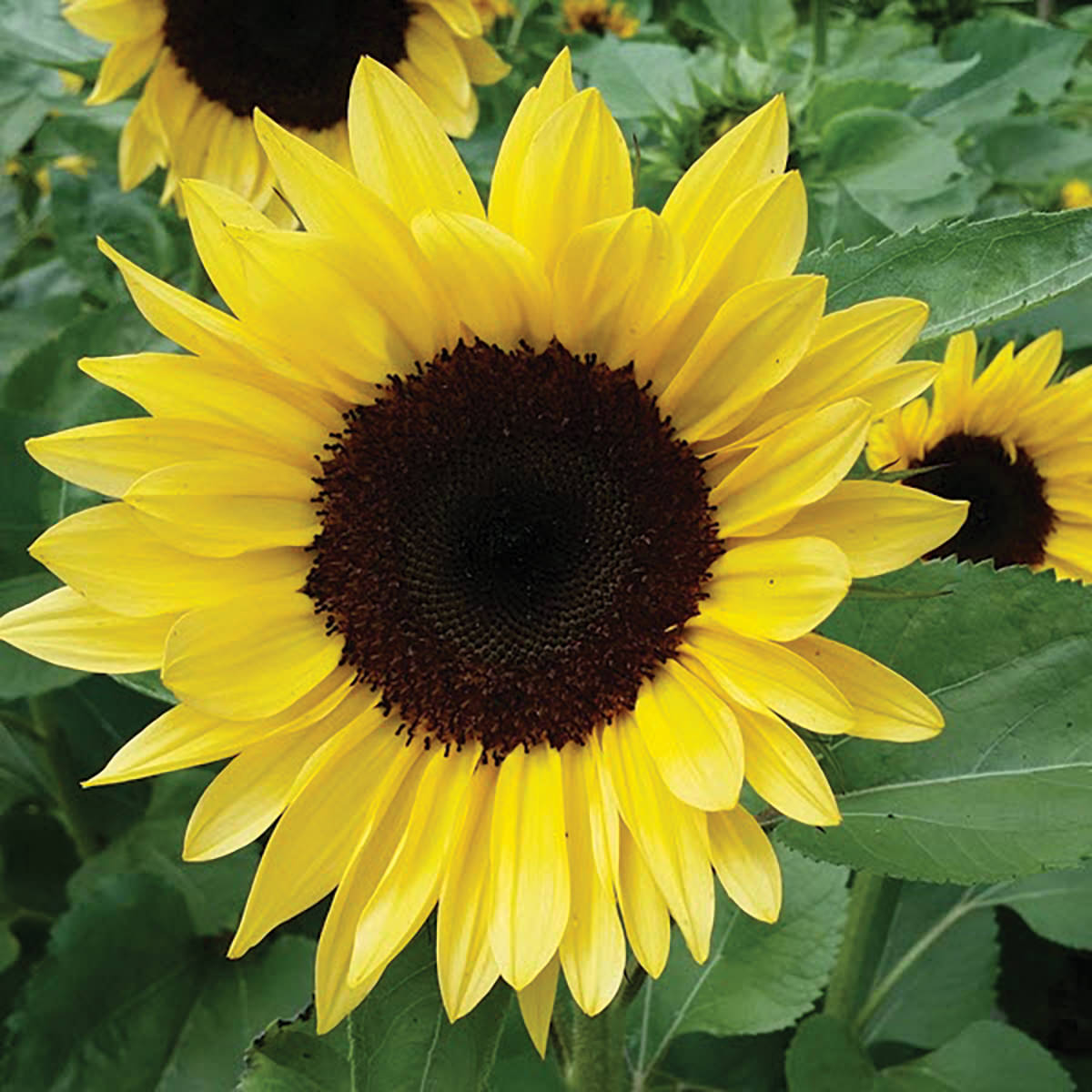 Brilliance Pro-Cut Pollenless Sunflower Seeds