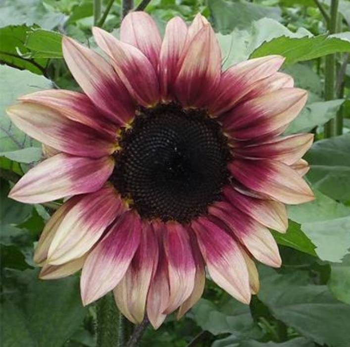 pro cut flower seeds Plum Pro-Cut Pollenless Sunflower Seeds