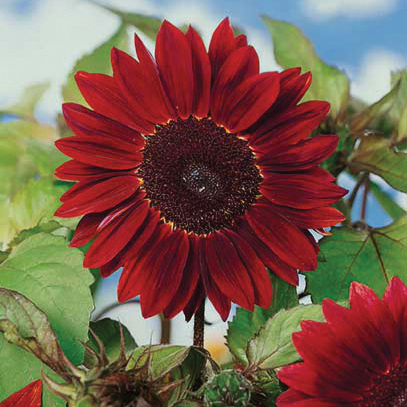 chocolate sunflower seeds to plant Chocolate Cherry Sunflower Seeds – NE SEED