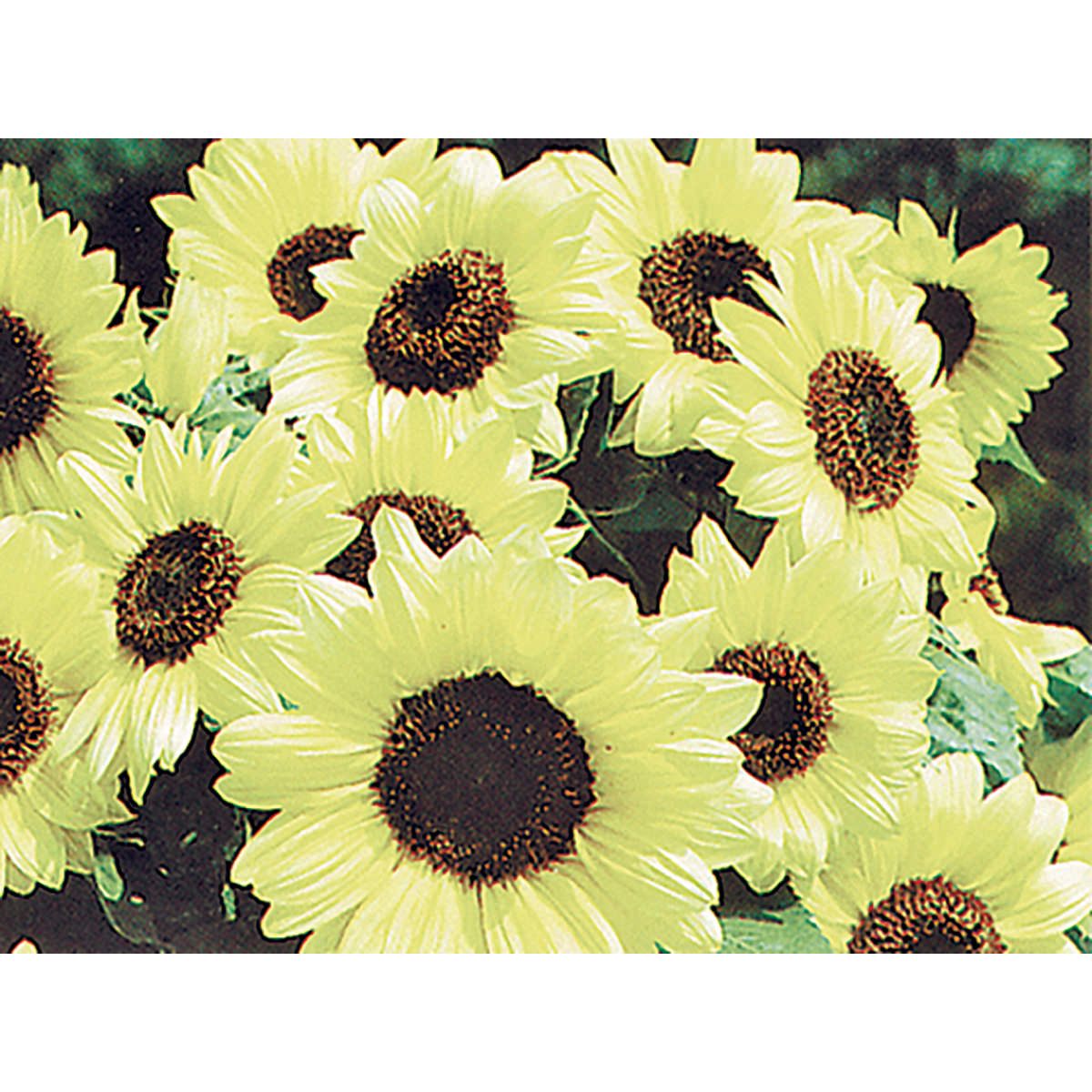 Valentine Sunflower Seeds