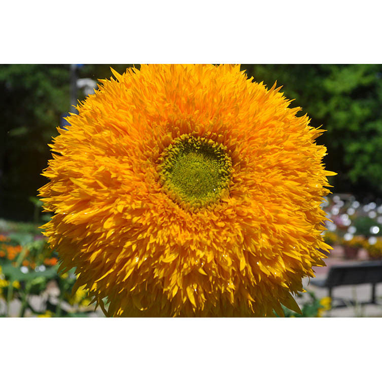 Teddy Bear Sunflower Seeds