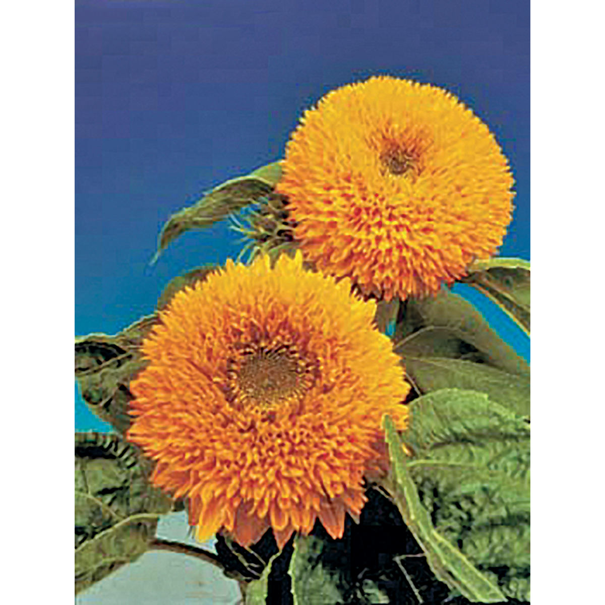 Teddy Bear Sunflower Seeds