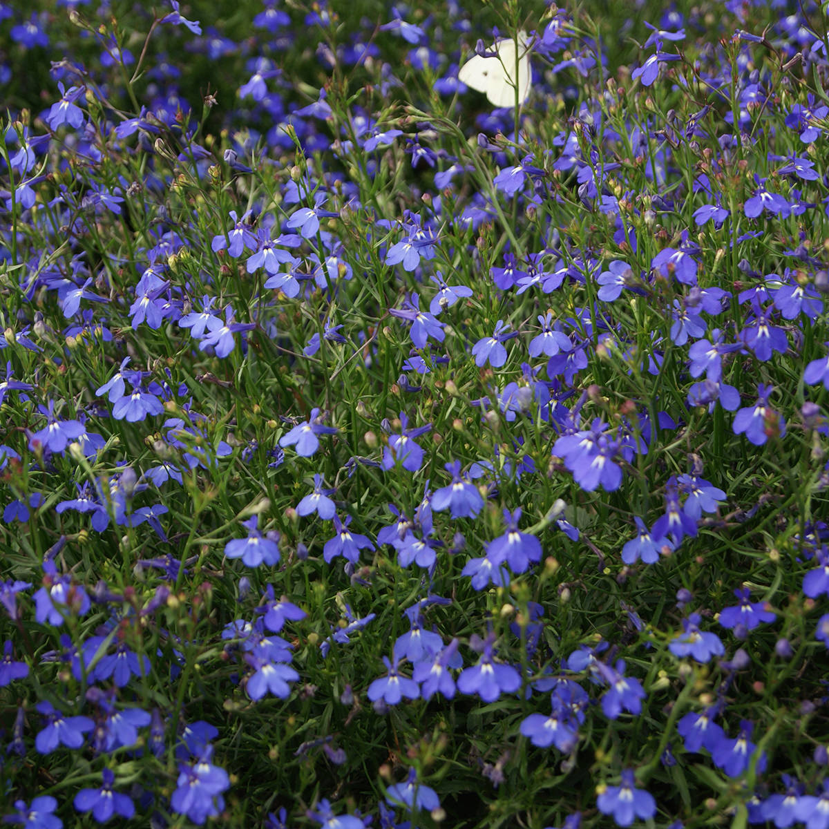 Sapphire Trail Lobelia Seeds