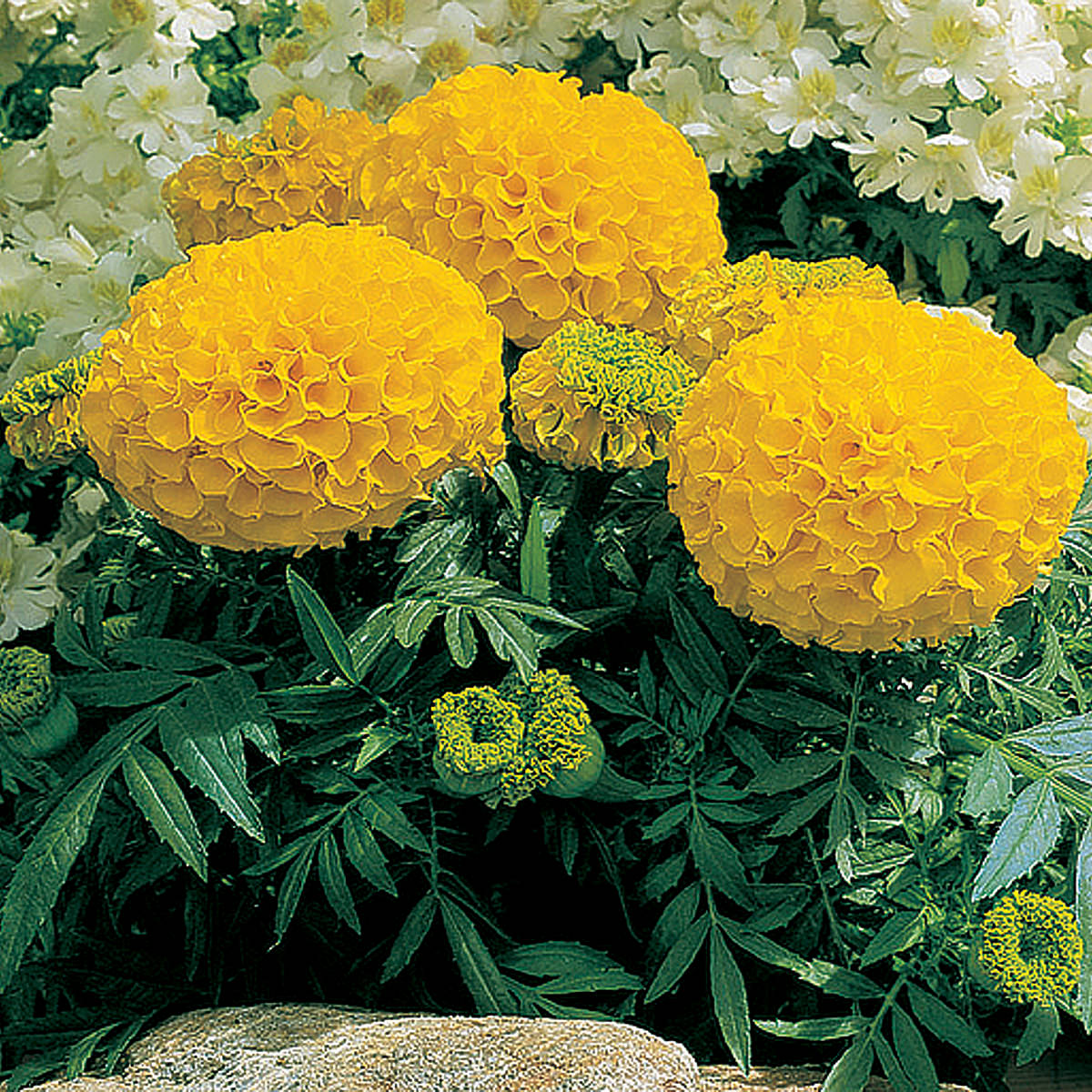 Antigua Hybrid Gold Marigold Seeds