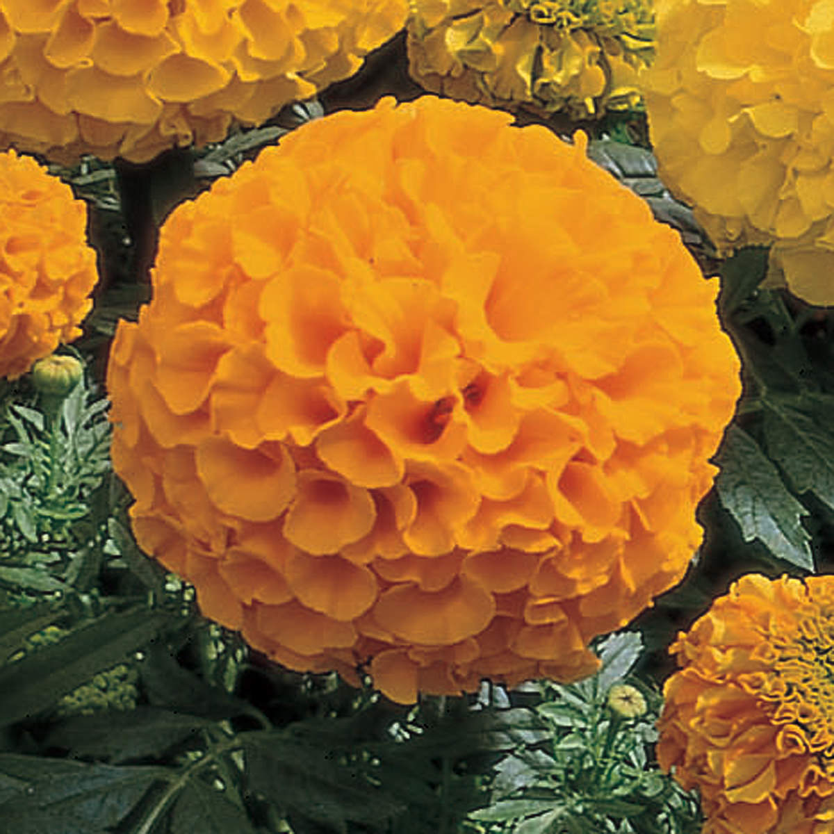 Antigua Hybrid Orange Marigold Seeds