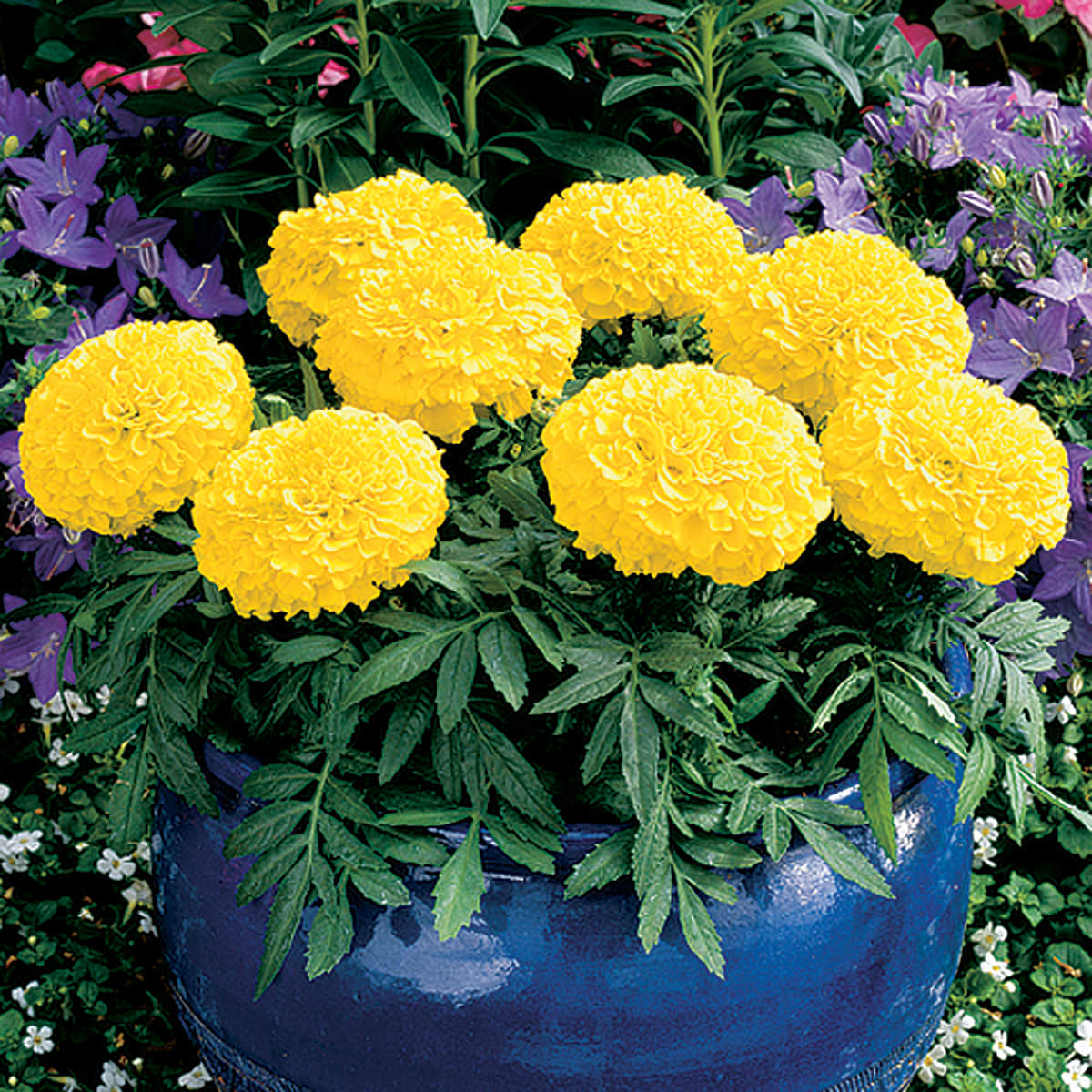 marigold hybrid seeds African Marigold Flower Garden Seeds -Antigua Series-Yellow -100 Seeds
