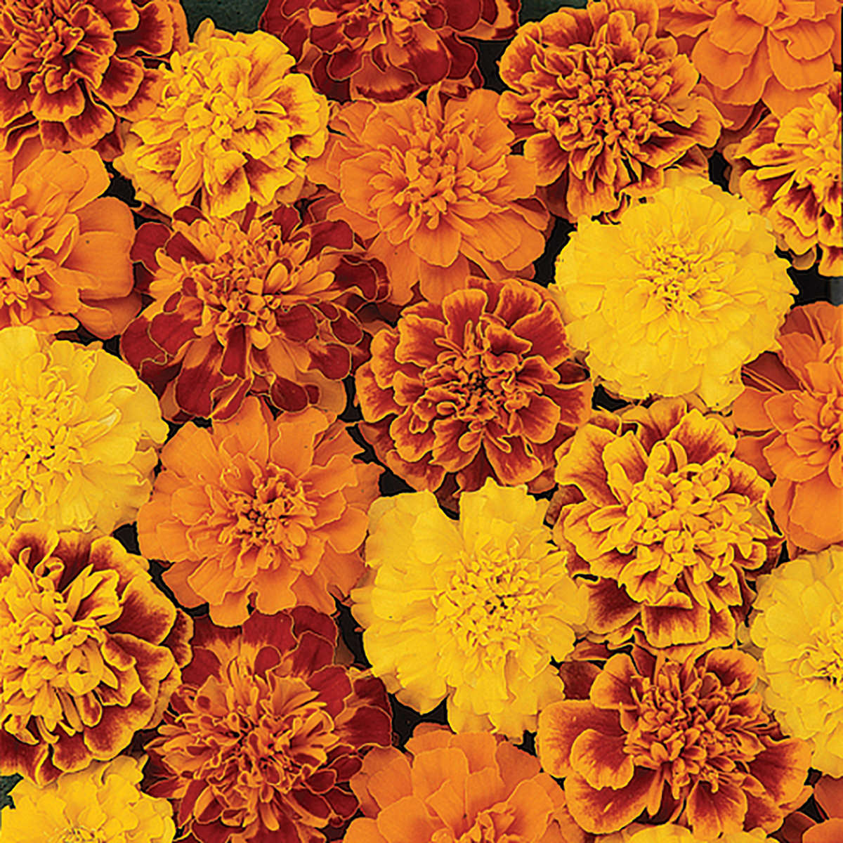 Bonanza Mix F1 Hybrid French Type Marigold Seeds