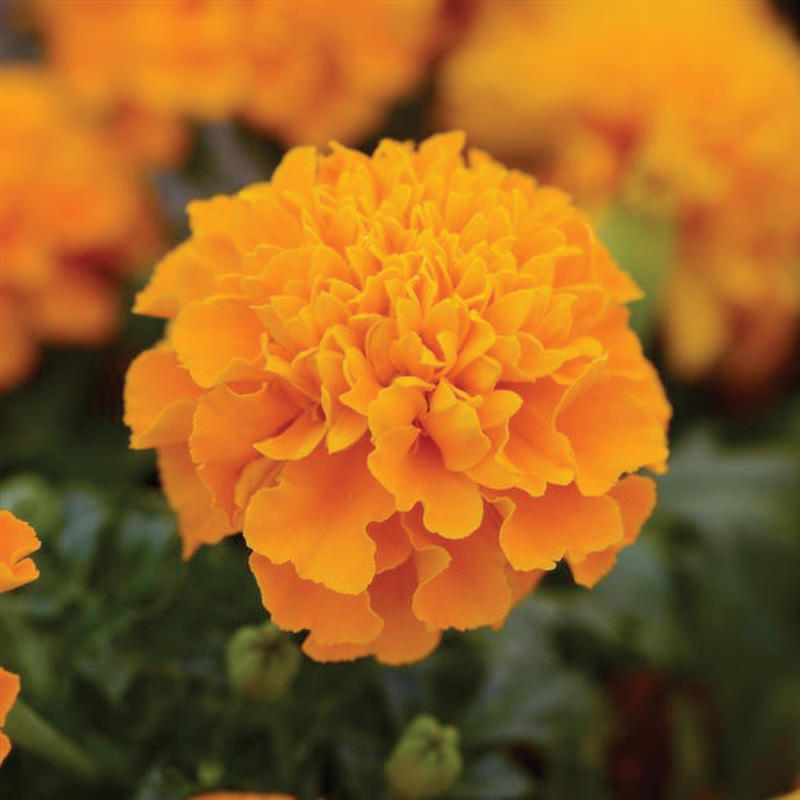 Marigold Hot Pak Orange French Type Marigold Seeds