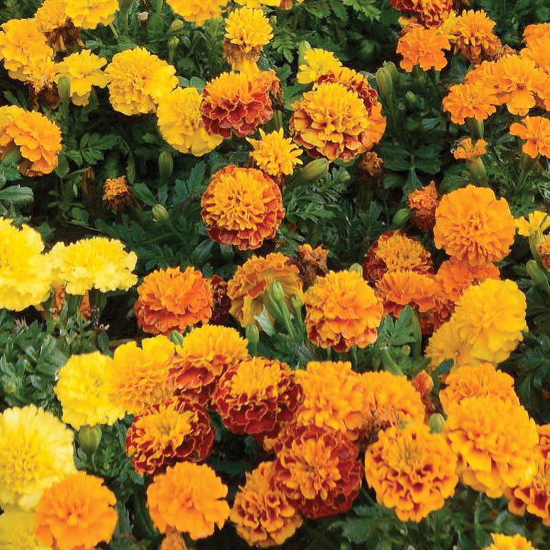 Marigold Hot Pak Mix French Type Marigold Seeds