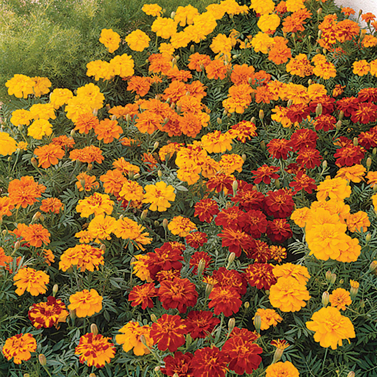 Durango Mix French Type Marigold Seeds