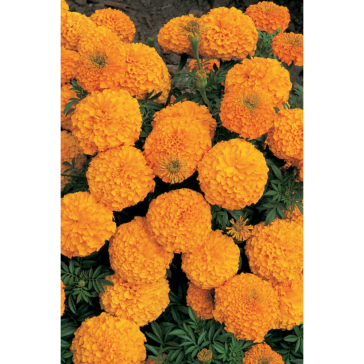 Inca II Orange Hybrid Marigold Seeds