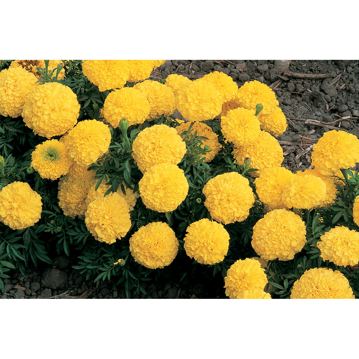 Inca II Yellow Hybrid Marigold Seeds