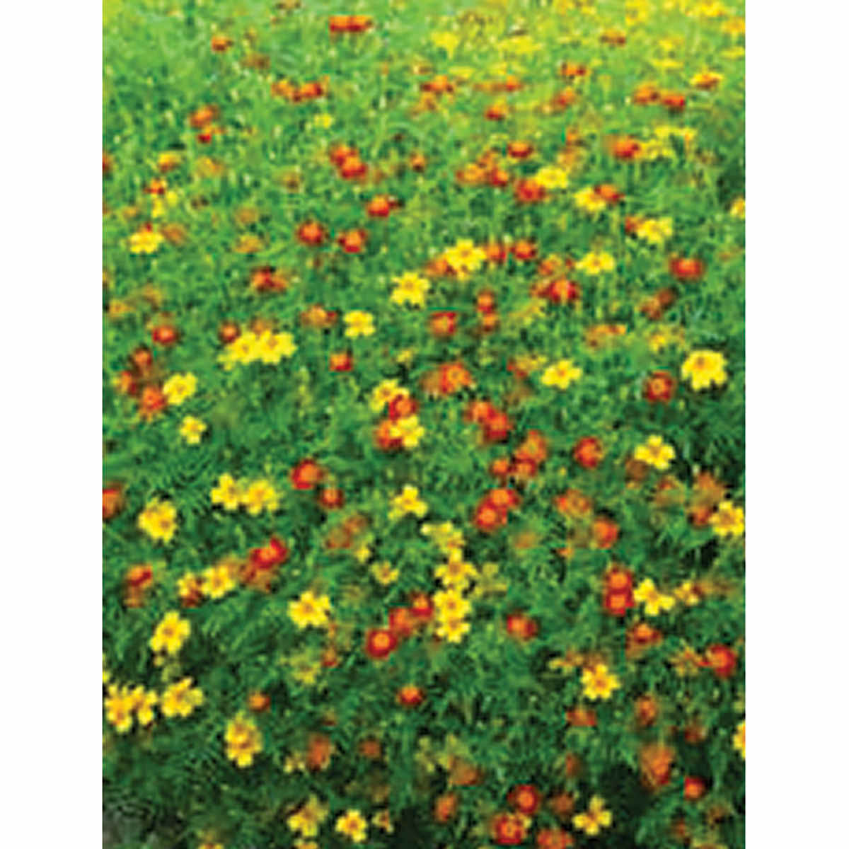 Starfire Mix Signet Type Marigold Seeds