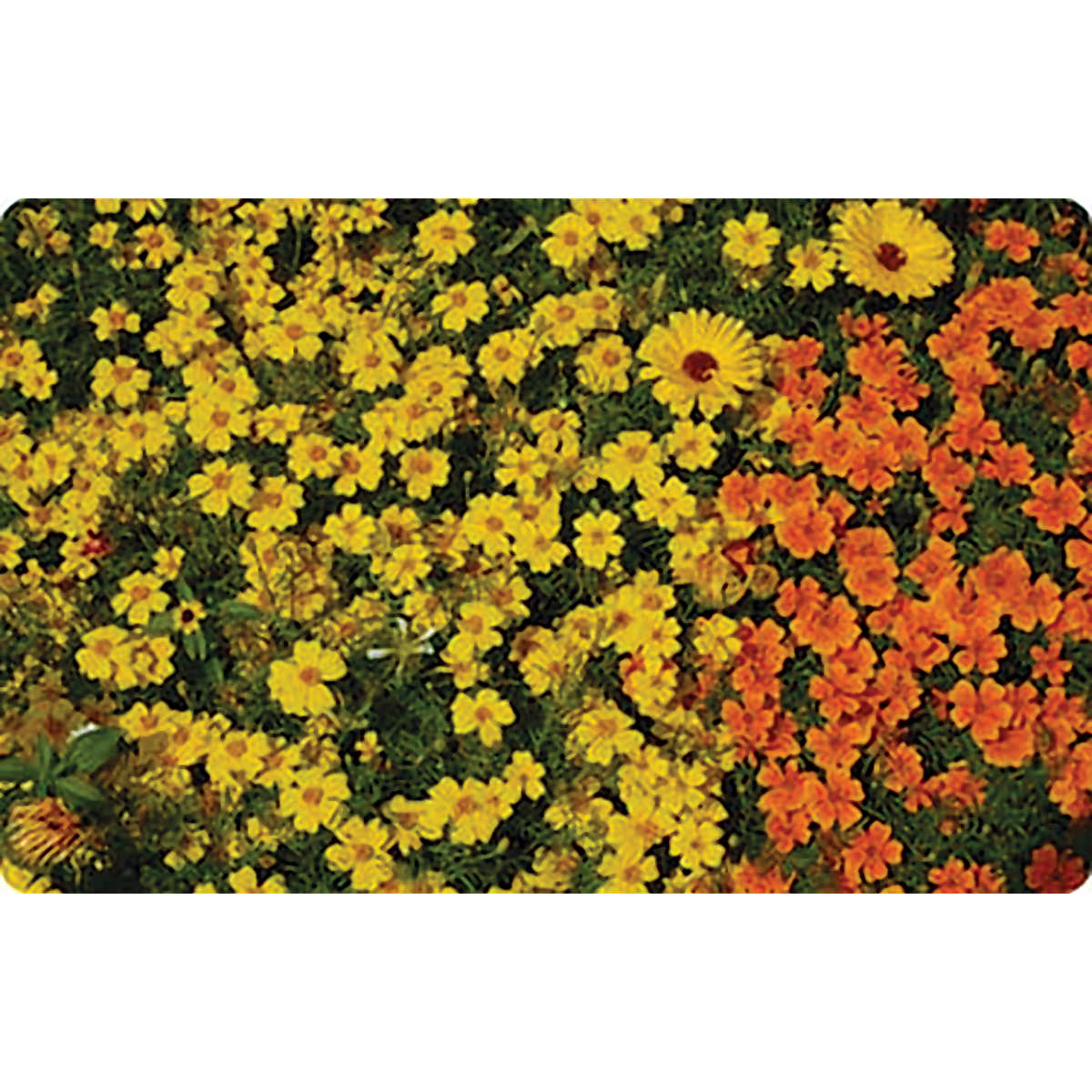 lemon gem marigold seeds Gem Lemon Signet Type Marigold Seeds