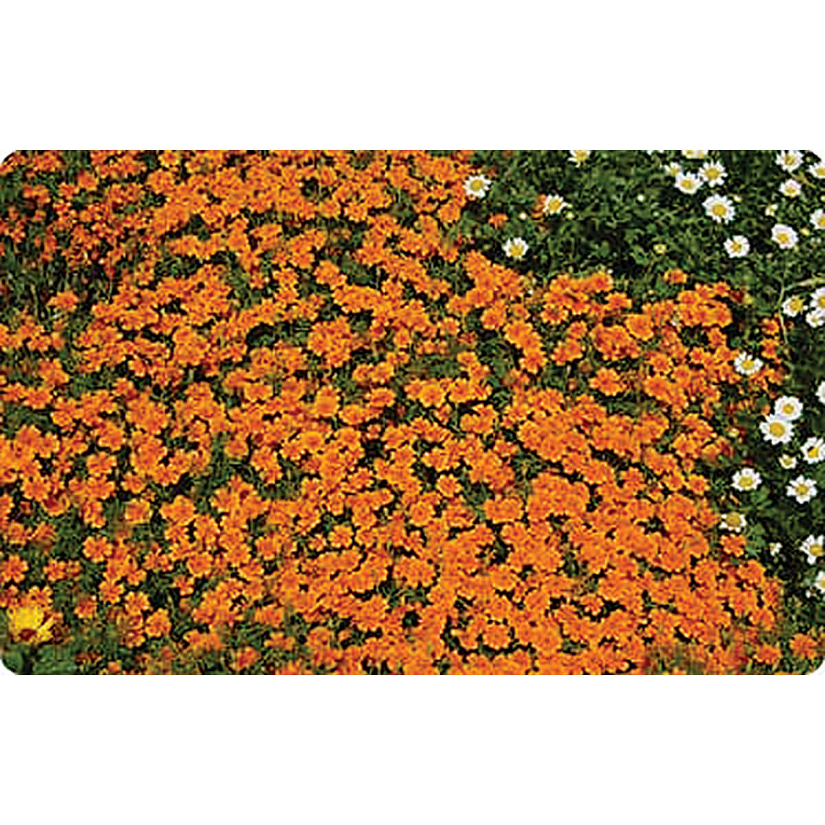 Gem Orange Signet Type Marigold Seeds
