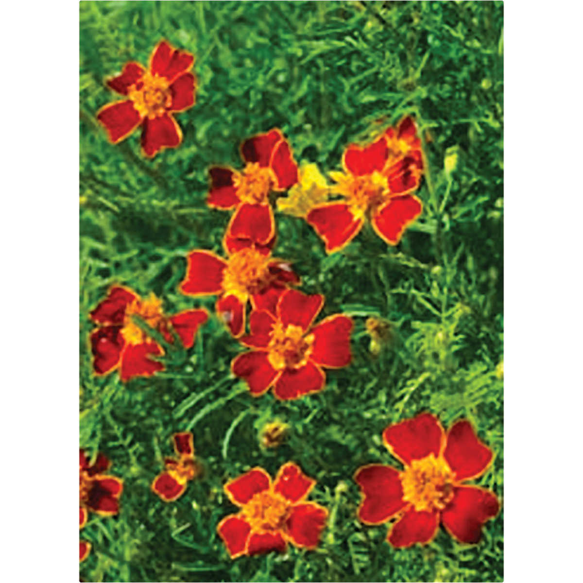 Gem Red Signet Type Marigold Seeds