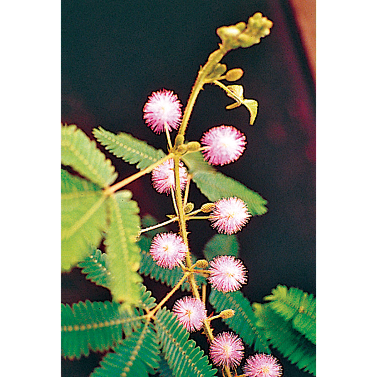 buy sensitive plant seeds Mimosa Pudica Seeds – NE SEED