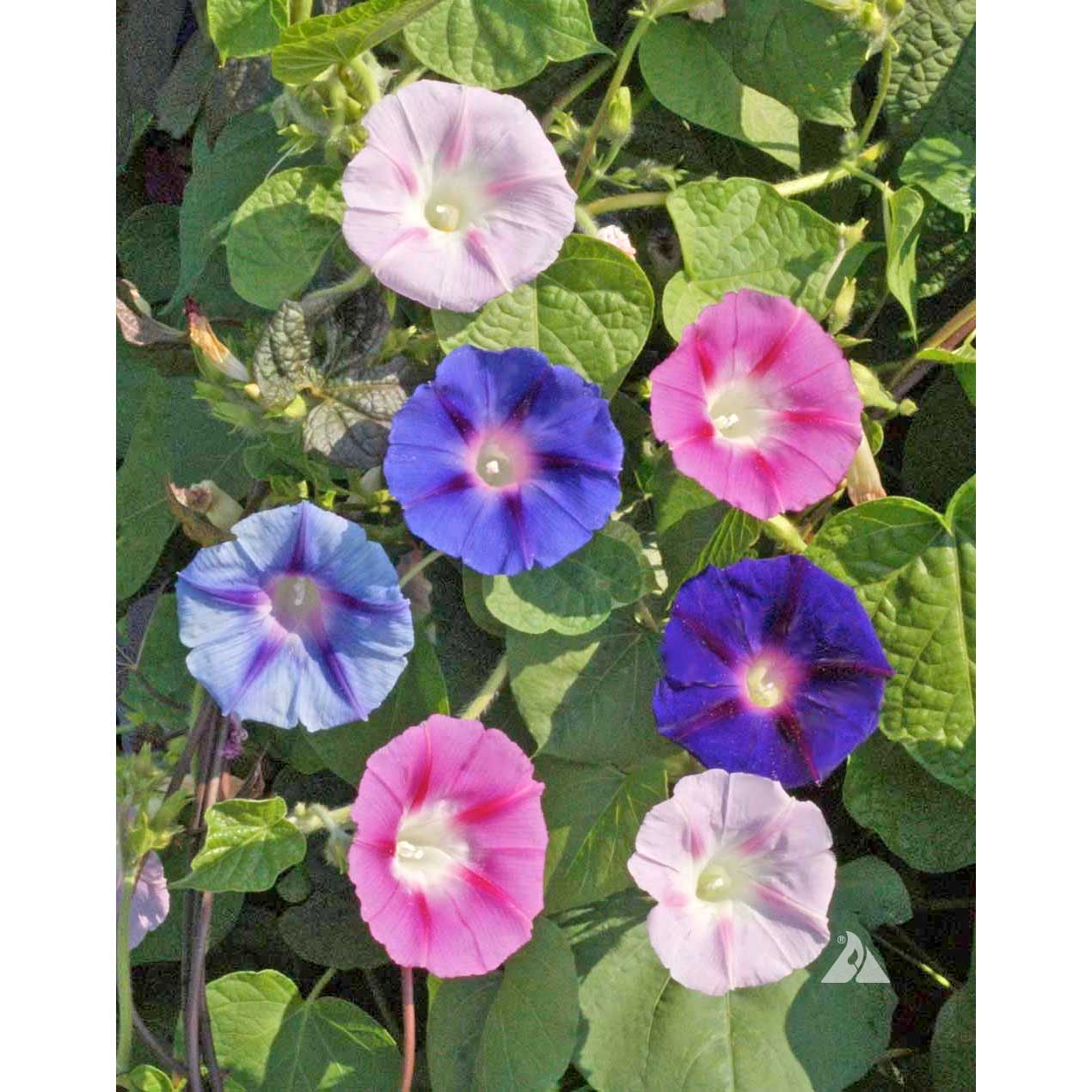 morning glory soak seeds Mixed Colors Morning Glory Seeds