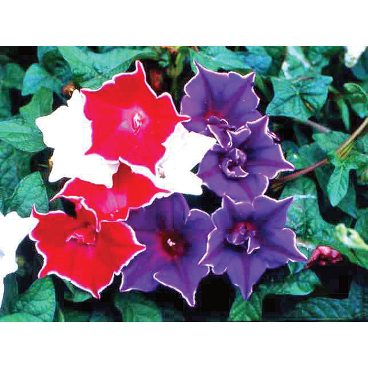 Kikyo-Zaki Mix Morning Glory Seeds